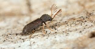 Wood Borer Control